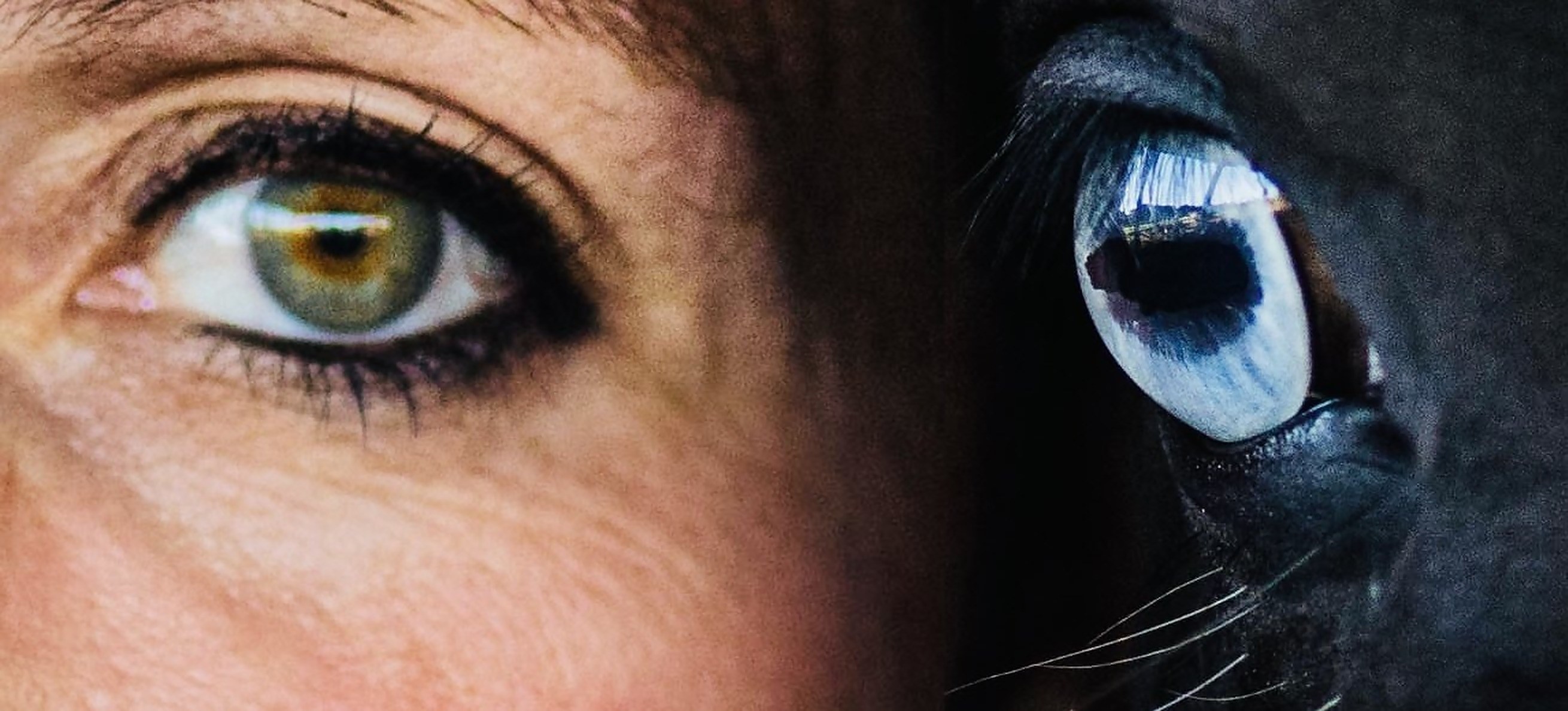 Nahaufnahme: Caros Auge und das Auge ihres Pferdes nebeneinander