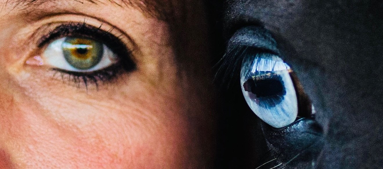Das Auge eines Menschen und das Auge eines Pferdes